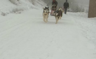  sled dogs in Auvergne 